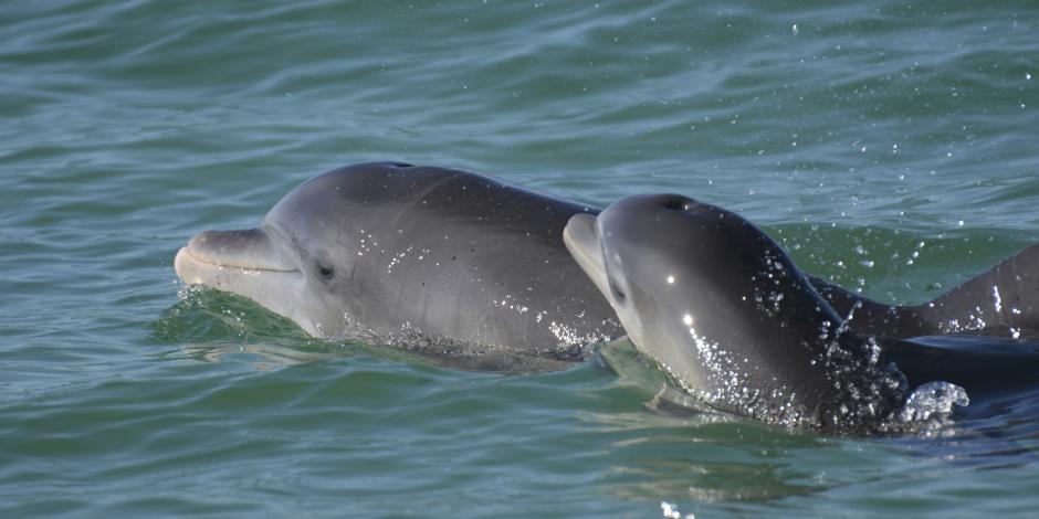 En esta fotografía, delfines nariz de botella nadan en aguas abiertas frente a la bahía de Sarasota, en Florida. (Sarasota Dolphin Research Program vía AP)