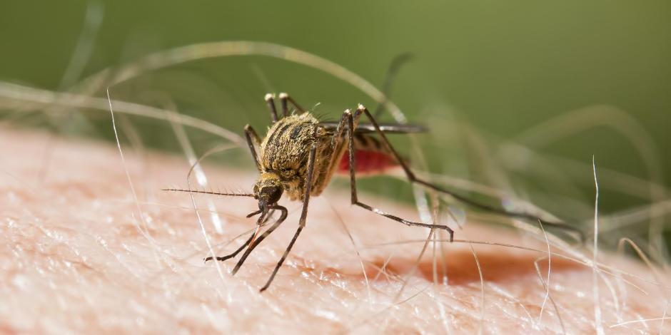 Malaria en EU despierta alarma; “ningún país está a salvo”: OPS.