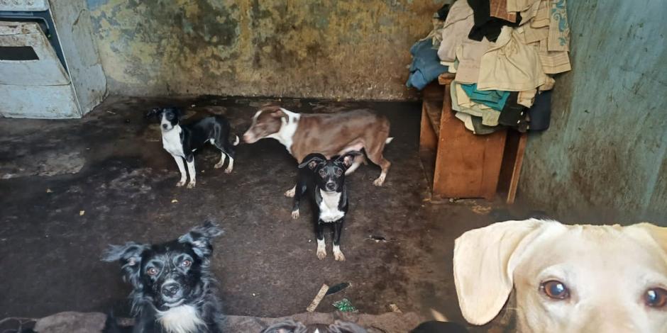 Rescatan a perritos en colonia Arboledas De Cuautepec El Alto, en la GAM.