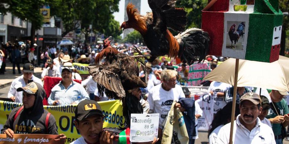 Centenares de simpatizantes y promotores de las peleas de gallos y la fiesta brava marcharon por Paseo de la Reforma y otras vialidades del centro, ayer.