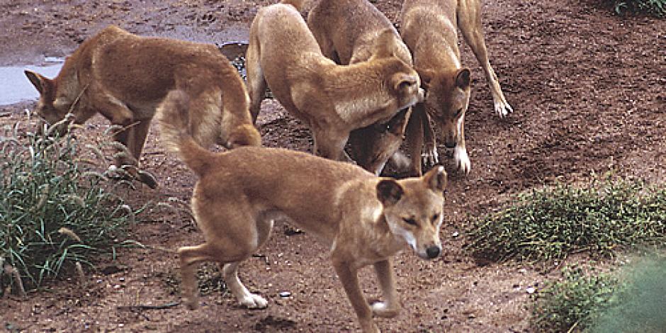 Manada de dingos, especie protegida en Australia ataca a turista mientras paseaba por la playa.
