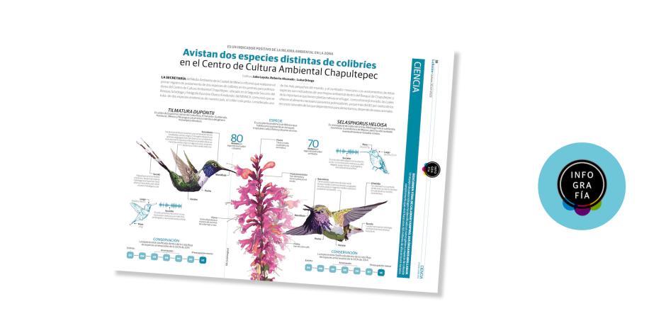 Avistan dos especies distintas de colibríes en el Centro de Cultura Ambiental Chapultepec