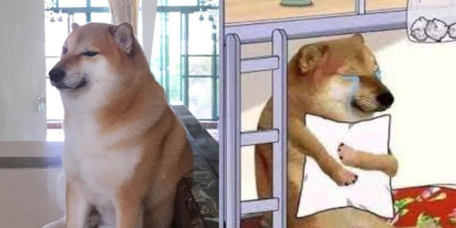 Cheems, el perrito de los memes, tiene cáncer