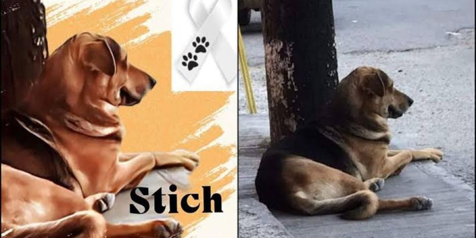 El perrito Stich fue brutalmente golpeado por una familia dedicada a la venta de pan.