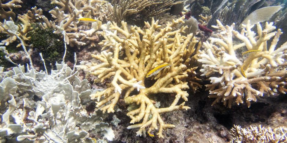 La fotografía muestra un coral de fuego y corales cuerno de venado, el jueves 20 de julio de 2023, en el arrecife North Dry Rocks, frente a Cayo Largo, en Florida)