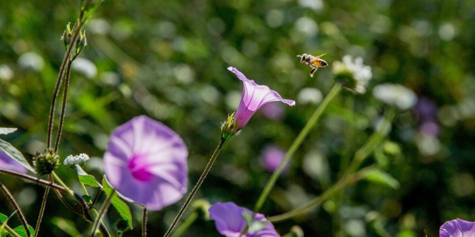 La conservación de los polinizadores no conoce fronteras. México asume el desafío de la presidencia en Promote Pollinators, compartiendo conocimiento y fomentando la unión global en esta misión vital.