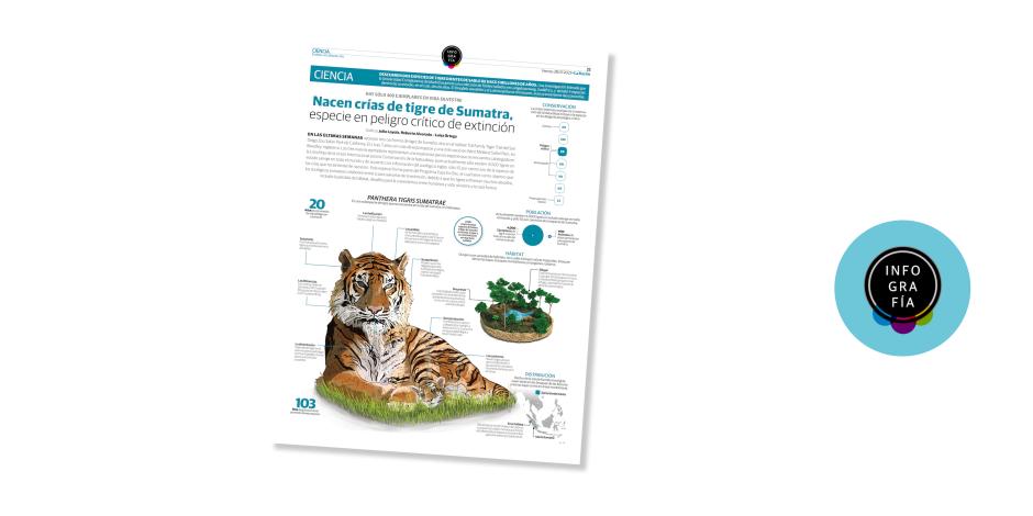 Nacen crías de tigre de Sumatra, especie en peligro crítico de extinción