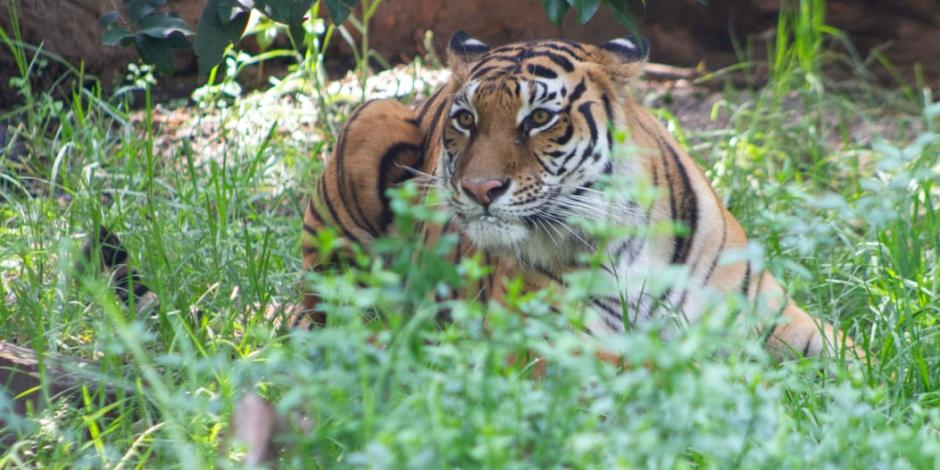 Tora, tigre de bengala que se recuperó en el Zoológico de Chapultepec.