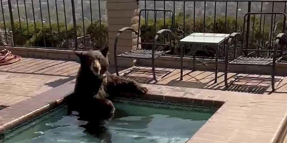 Por el extremo calor, oso se cuela en una casa y se baña en el jacuzzi.
