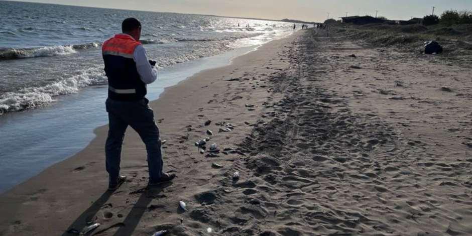 Mueren cientos de peces por alga nociva en playa de Sinaloa.