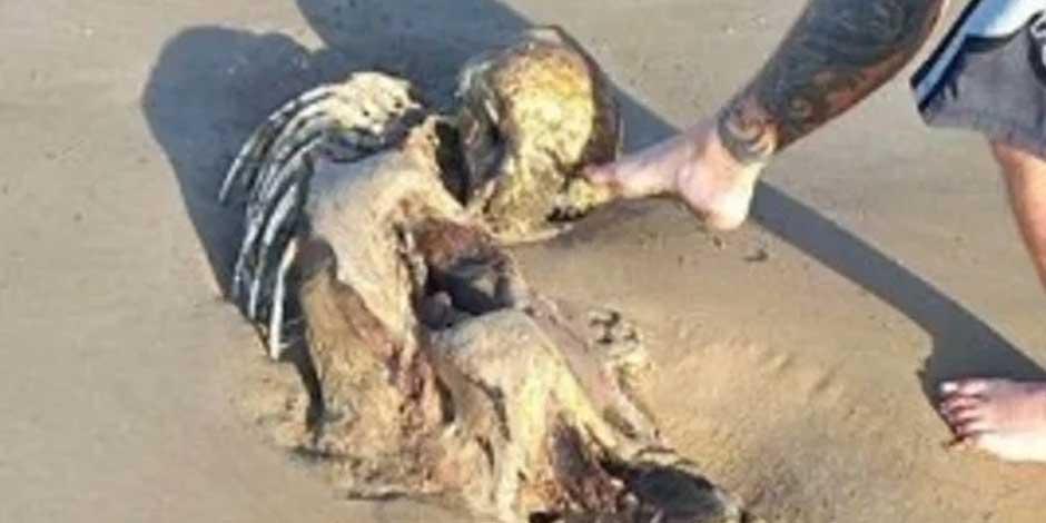 Encuentran restos de una supuesta sirena en la playa