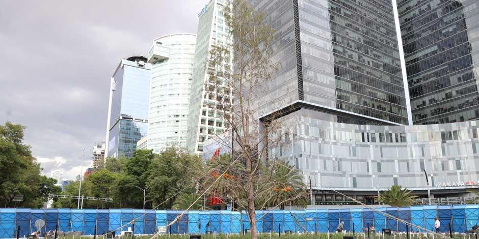 Una imagen del ahuehuete plantado en Paseo de la Reforma en Mayo de 2023