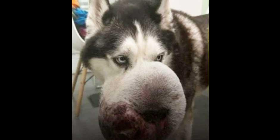 Conoce a 'Rex', el husky siberiano que ningún veterinario quería operar