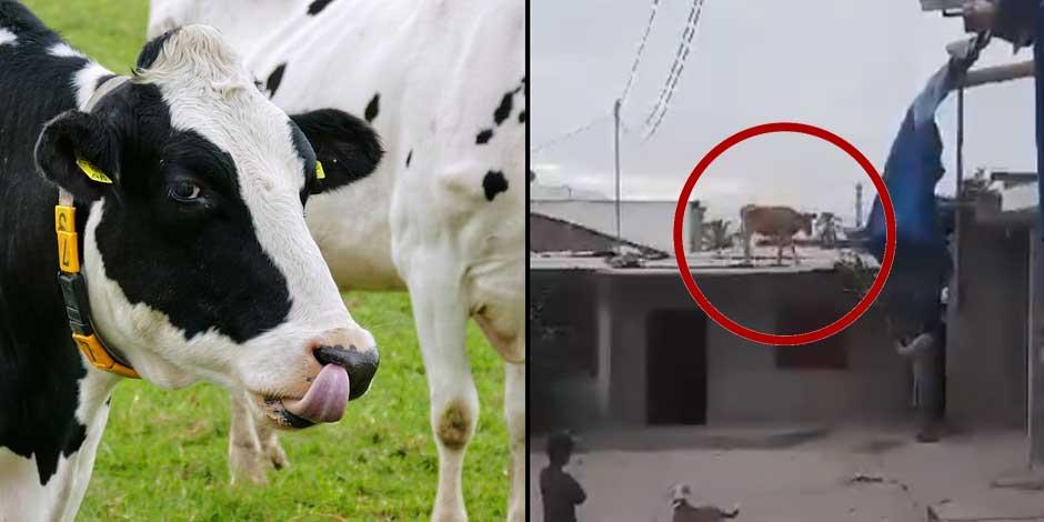 Vaca causó susto al trepar en techo de lámina en vivienda