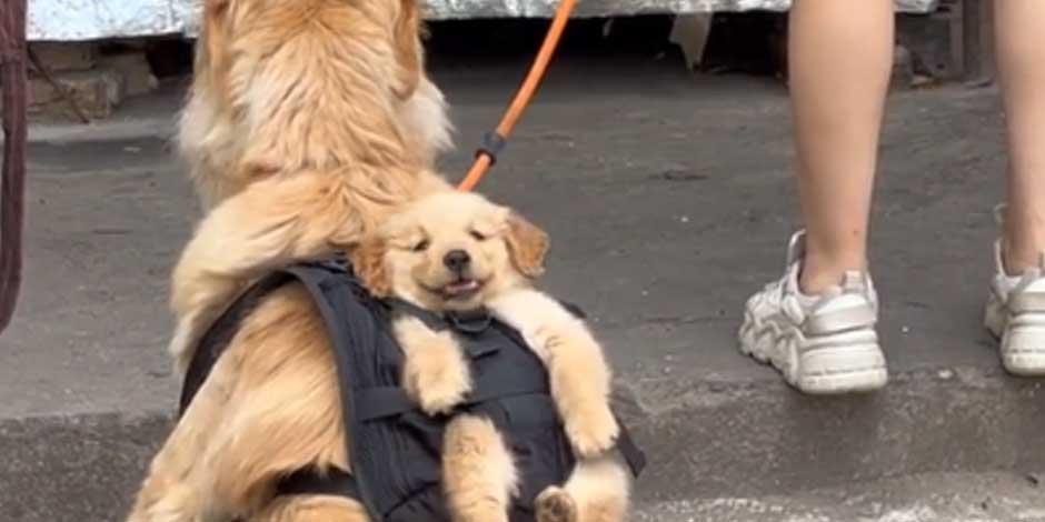 'Lomito' carga a cachorro cuando salen a la calle