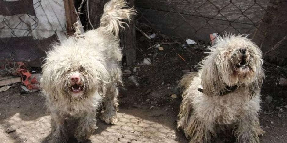 Dos de los perritos rescatados en Hábitat Refugio Animal, que fue clausurado por maltrato animal.
