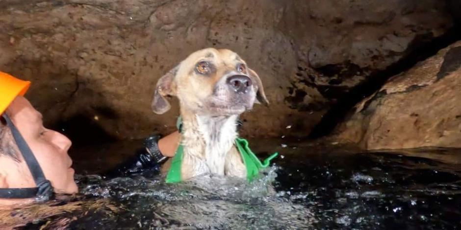 Buzos rescatan a una perrita que llevaba 4 días en un cenote en Yucatán.