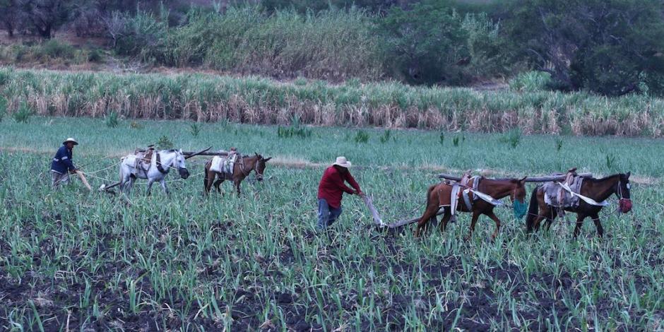 Campesinos de Tlaquiltenango, Morelos, en imagen de archivo.