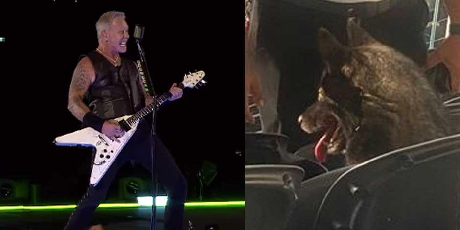 Una 'lomito' con buen gusto musical asistió al concierto de Metallica, el 25 de agosto de 2023. Se le puede ver sentada en una butaca, disfrutando del espectáculo