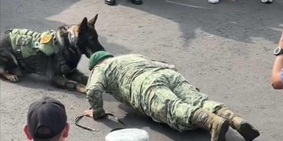 En el marco de la parada militar 2023, un perro del Ejercito Mexicano hace lagartijas