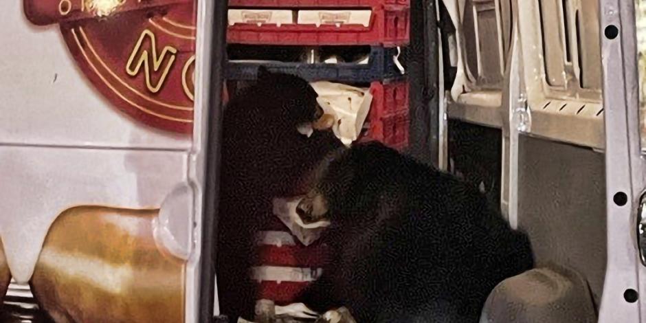 En esta fotografía del 12 de septiembre de 2023 cortesía de Shelly Deano se ve a dos osos dentro de una camioneta de donas en Anchorage, Alaska