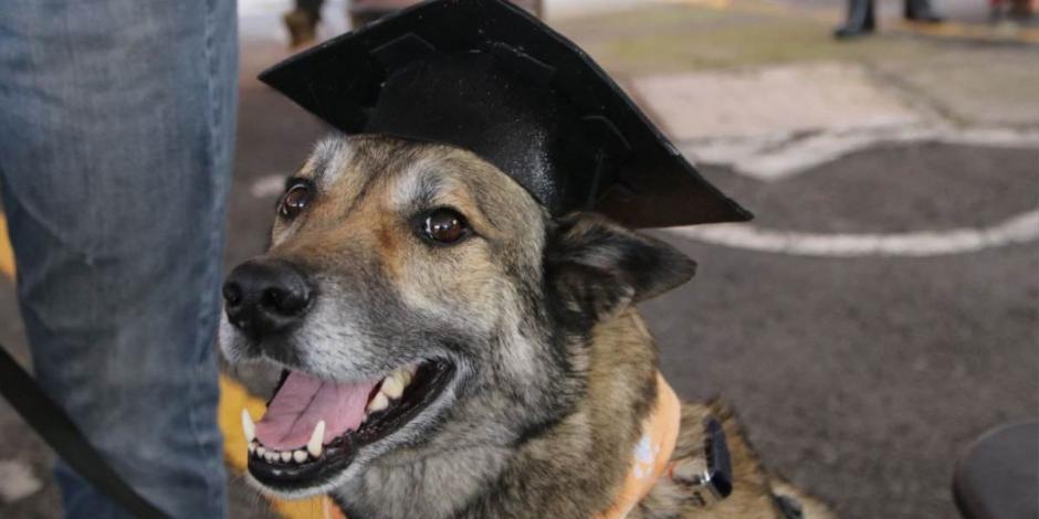 Alfa González encabeza la graduación de 20 perros rescatistas en Tlalpan.