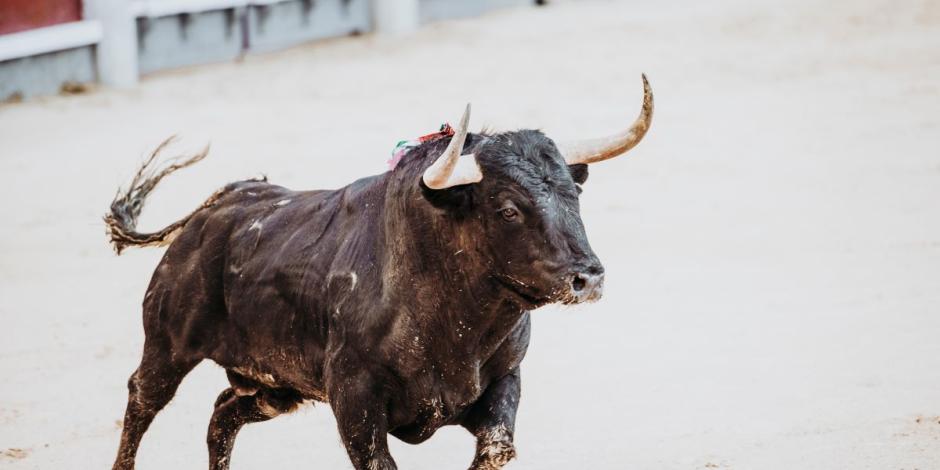 Muere un hombre tras ser corneado por un toro en una fiesta española.