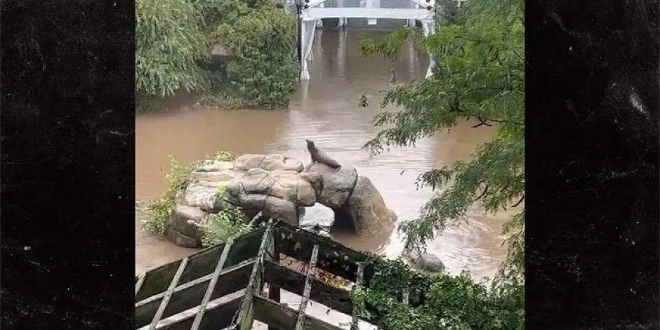 VIDEO | Leona marina escapa del zoológico de Central Park tras las inundaciones en Nueva York.