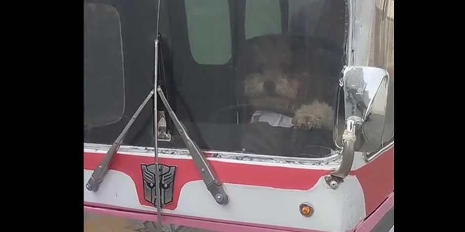 Conoce a 'Peluchín', perro camionero que enternece a usuarios de redes sociales │ VIDEO