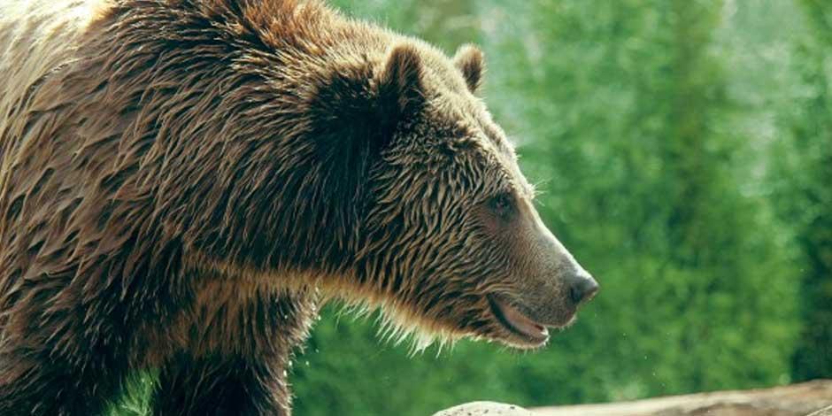 Un oso grizzly mata a una pareja y a su perro en un bosque de Canadá