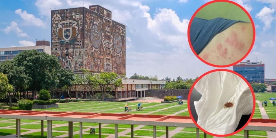 Chinches en la UNAM: ¿En cuáles planteles van a fumigar?