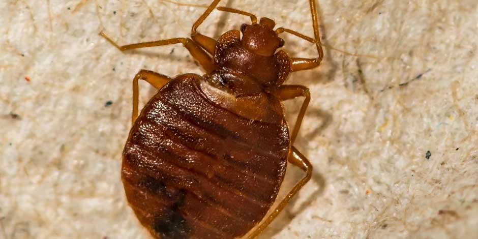 Estos son los pesticidas que puedes usar contra las chinches