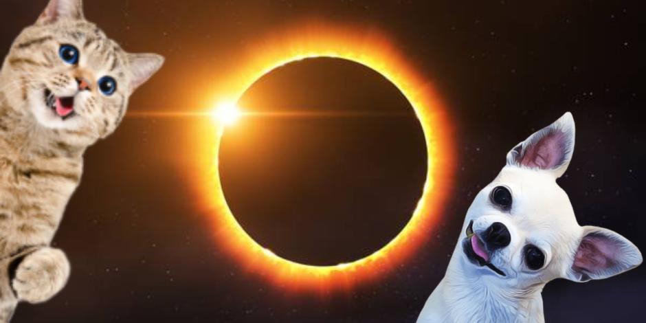 ¿Cómo afecta un eclipse solar a los animales?
