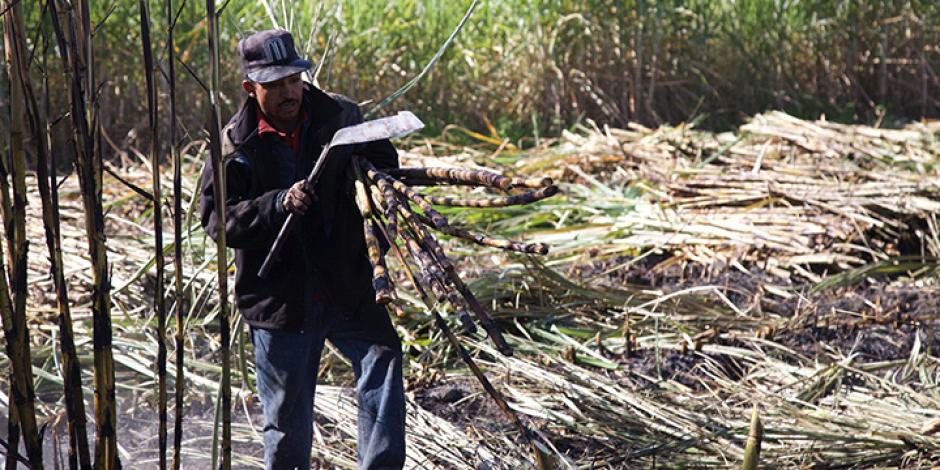 Trabajadores del sector azucarero en México.