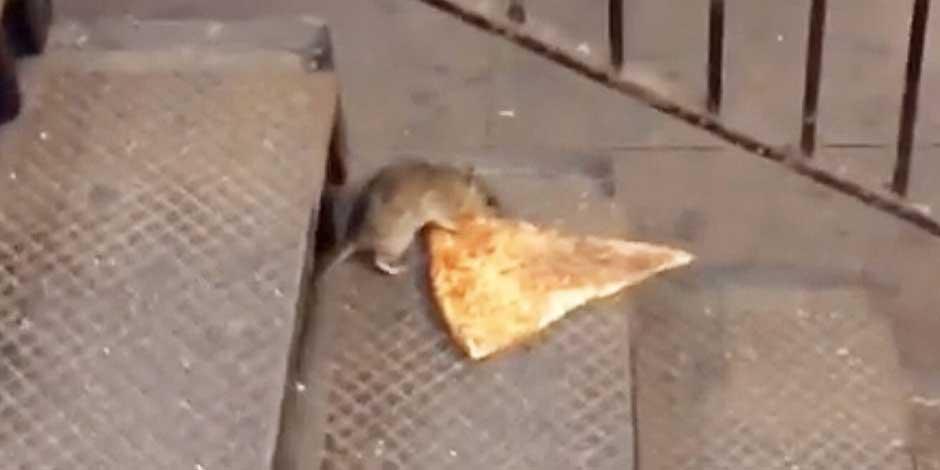 Captan el 'regreso' de la rata de la pizza en el metro de Nueva York