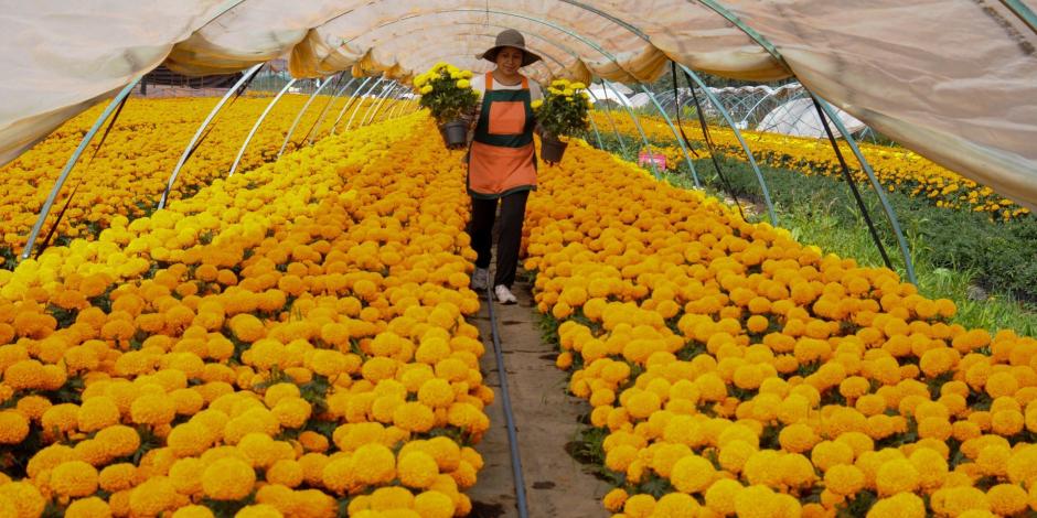 Lugares para comprar las mejores flores de cempasúchil en CDMX