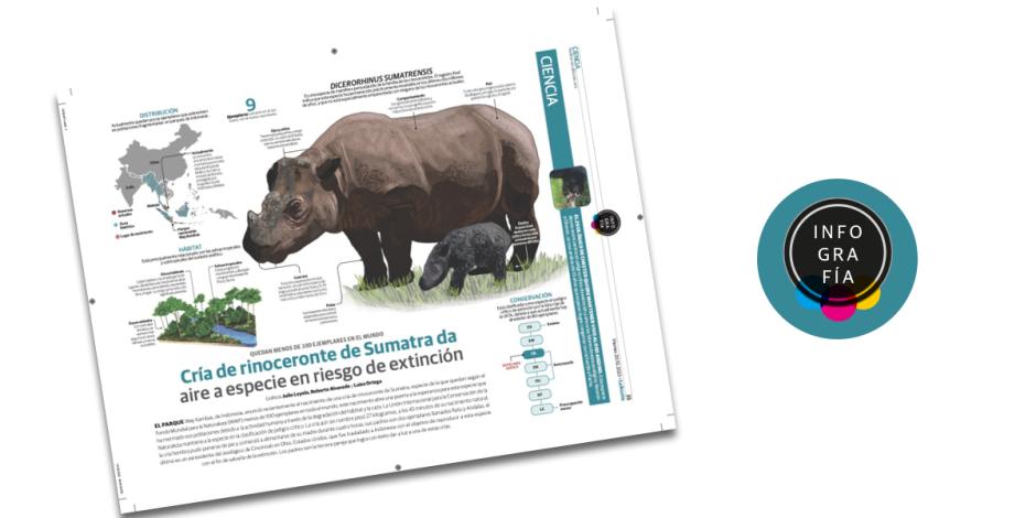 Cría de rinoceronte de Sumatra da aire a especie en riesgo de extinción