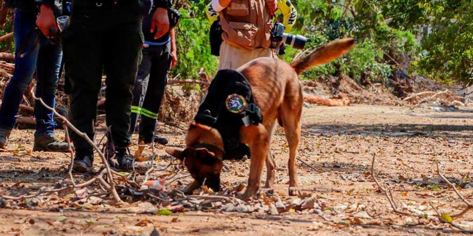 Binomios caninos de la Fiscalía de Guerrero se suman a búsqueda de personas desaparecidas en Acapulco.
