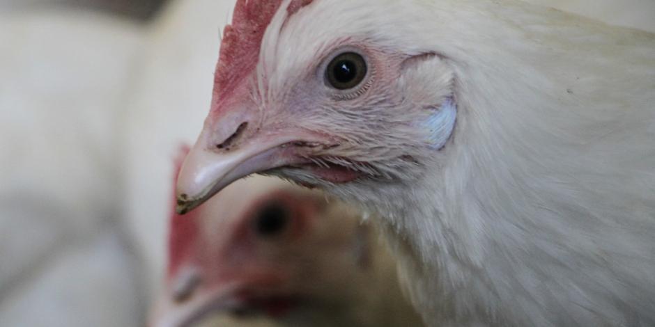 El brote que se detectó en Sonora mató a 15 mil de 90 mil gallinas; las demás aves fueron sacrificadas, dio a conocer OMSA.