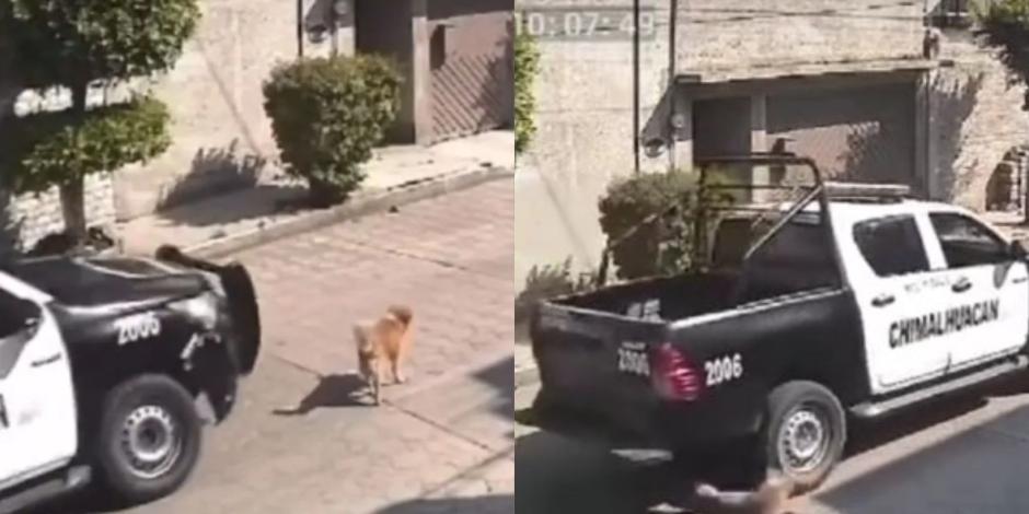 Patrulla de la Policía Municipal de Chimalhuacán, Edomex, atropella a 'Peluche', perrito de la calle que murió por las heridas.