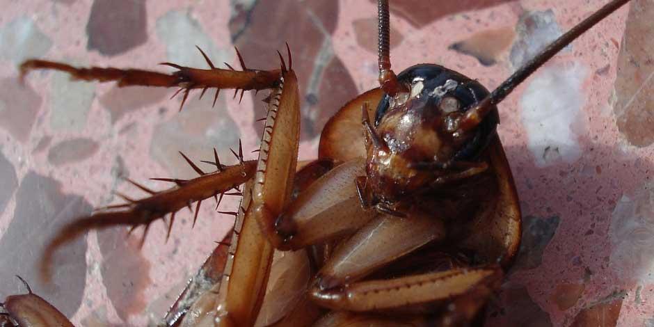 Las cucarachas son conocidas por su capacidad para adaptarse a una variedad de entornos y condicione