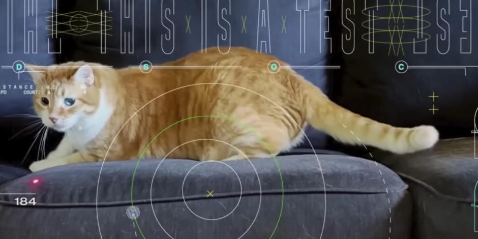 Taters es el gatito que hizo historia en la NASA.