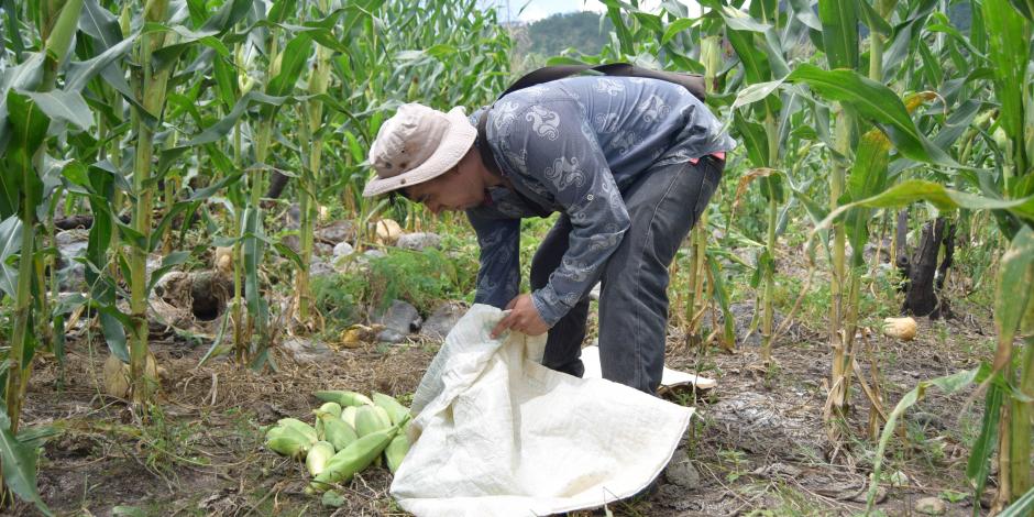 Cosecha de maíz en la comunidad La Esperanza, de Guerrero, en octubre pasado.