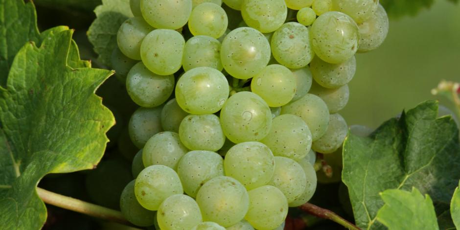 En mercados tradicionales, la uva se comercializa desde 60 pesos.