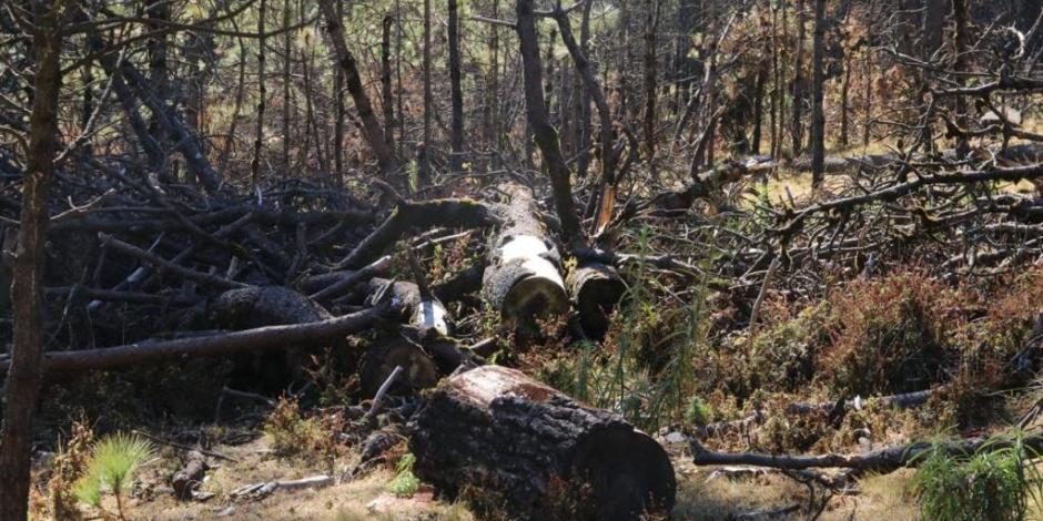 Alcaldía Tlalpan y autoridades del gobierno local y federal unen esfuerzos contra tala ilegal