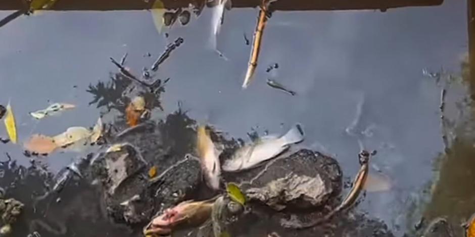 Fuga de aguas tratadas del canal Zacapa ha provocado la muerte de decenas de peces.