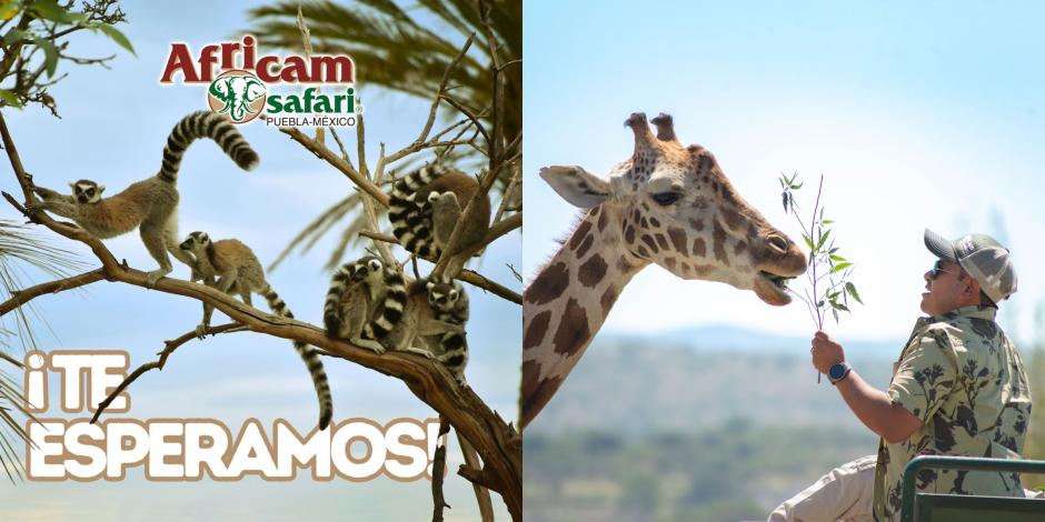 ¡Conoce a la jirafa Benito! Te decimos cómo obtener entradas al 2x1 para visitar Africam Safari Puebla.