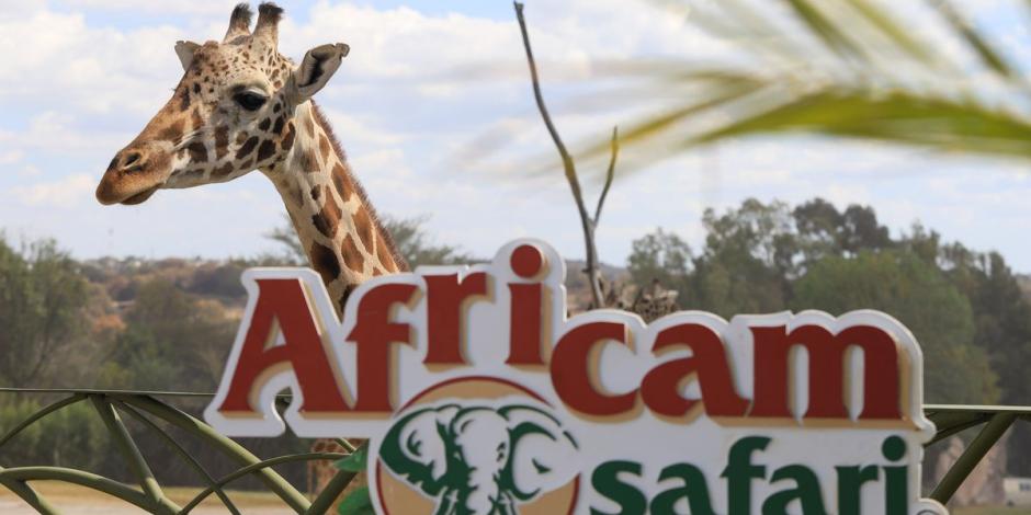 Jirafa Benito en Africam Safari.