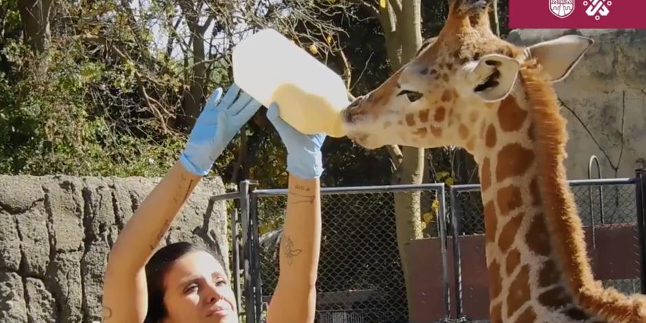 Esta jirafa bebé necesita un nombre y tú puedes ayudar a ponérselo.