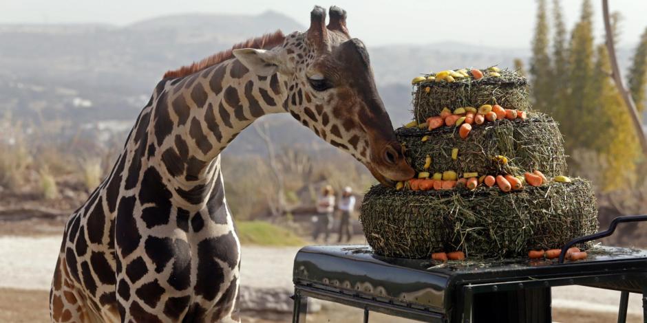 La jirafa "Benito" fue integrada con su nueva manada en Africam Safari, parque de conservación de vida silvestre, tras un periodo de observación en aislamiento. 